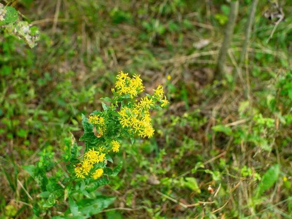 森の中の聖ヨハネのヨモギの黄色の花春 — ストック写真