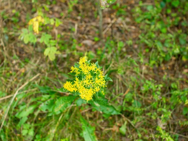 Szent János Füvének Sárga Virágai Erdőben Tavasszal — Stock Fotó