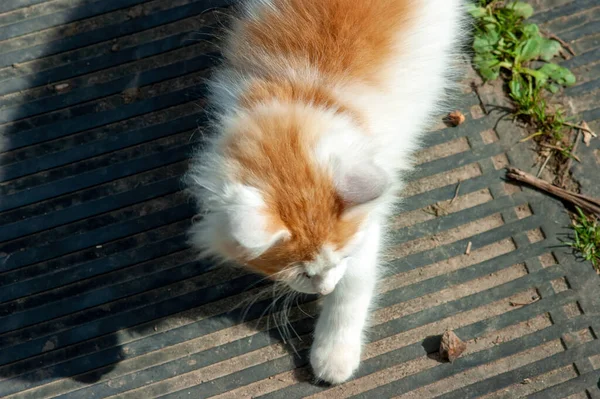 Bianco Con Macchie Rosse Gattino Nel Villaggio Estate — Foto Stock