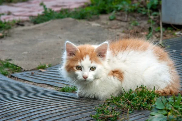 Yazın Köyde Kırmızı Benekli Beyaz Kedi Yavrusu — Stok fotoğraf