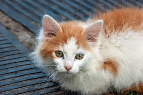 White Red Spots Kitten Village Summer — Stock Photo, Image