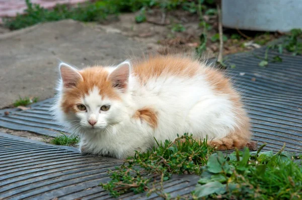 Yazın Köyde Kırmızı Benekli Beyaz Kedi Yavrusu — Stok fotoğraf