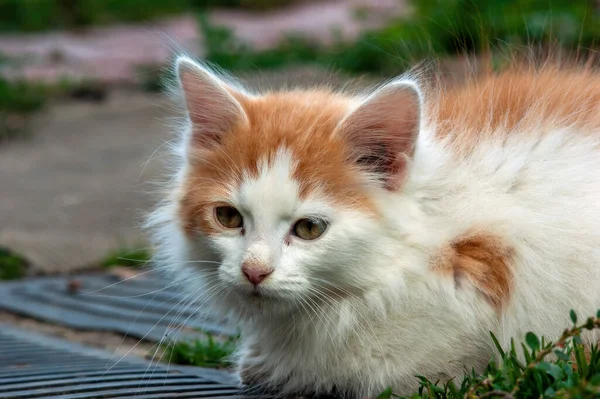 White Red Spots Kitten Village Summer — Stock Photo, Image