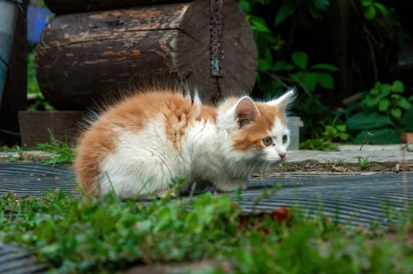 Branco Com Manchas Vermelhas Gatinho Aldeia Verão — Fotografia de Stock