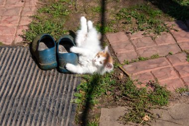 Yazın köyde kırmızı benekli beyaz kedi yavrusu.