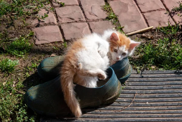 Branco Com Manchas Vermelhas Gatinho Aldeia Verão — Fotografia de Stock