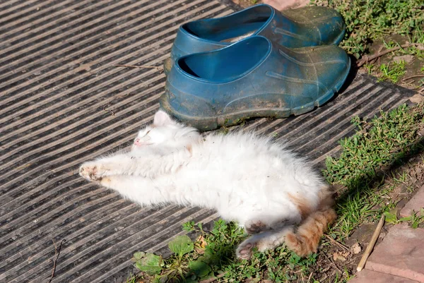 White Red Spots Kitten Village Summer — Stock Photo, Image