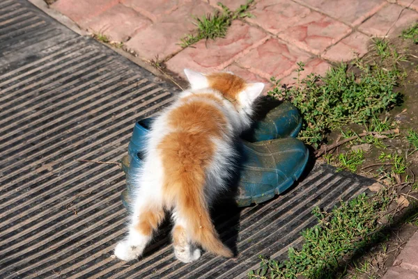 Blanco Con Manchas Rojas Gatito Pueblo Verano — Foto de Stock