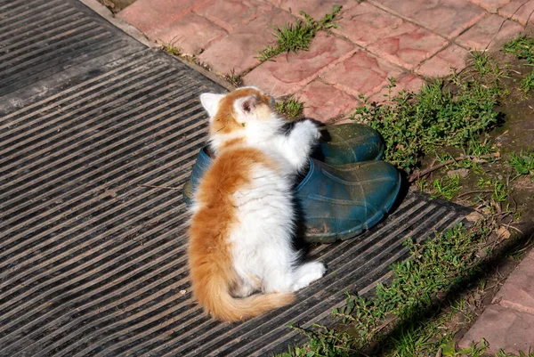 村子里长着红色斑点的白色小猫 — 图库照片