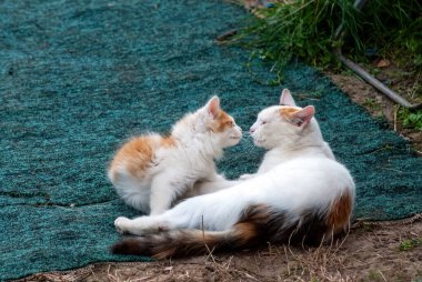 Kedi ve kedi yavrusu yazın köyde oynarlar.