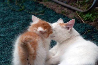 Kedi ve kedi yavrusu yazın köyde oynarlar.