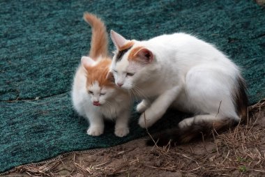 Kedi ve kedi yavrusu yazın köyde oynarlar.