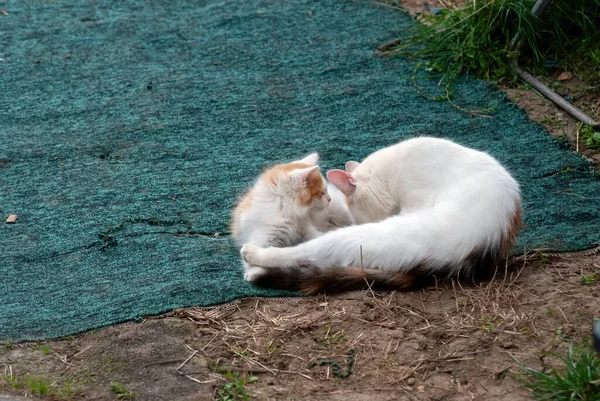 夏には猫と子猫が村で遊びます — ストック写真