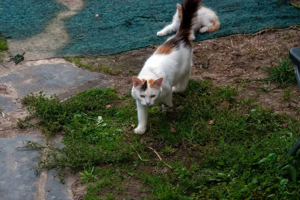 Kedi ve kedi yavrusu yazın köyde oynarlar.