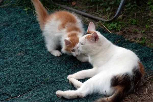 Cat Kitten Play Village Summer — Stock Photo, Image