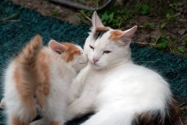 Gato Gatinho Jogar Aldeia Verão — Fotografia de Stock