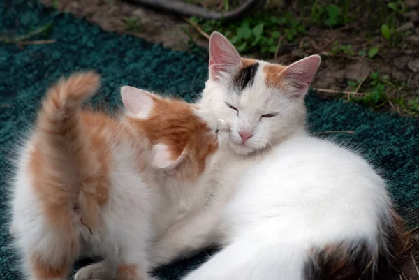 Кошки Котята Играют Деревне Летом — стоковое фото