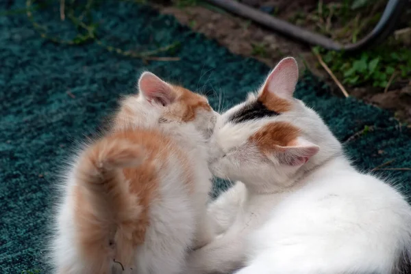 Gatto Gattino Giocano Nel Villaggio Estate — Foto Stock