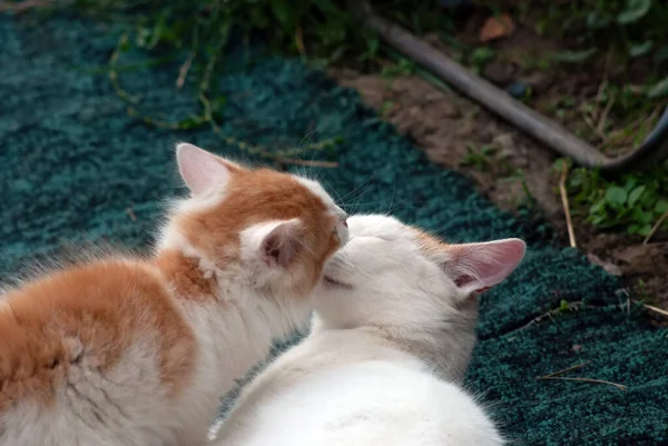 Katze Und Kätzchen Spielen Dorf Sommer — Stockfoto