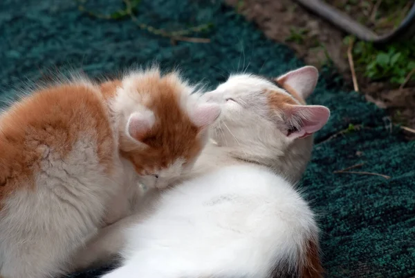 Gato Gatinho Jogar Aldeia Verão — Fotografia de Stock