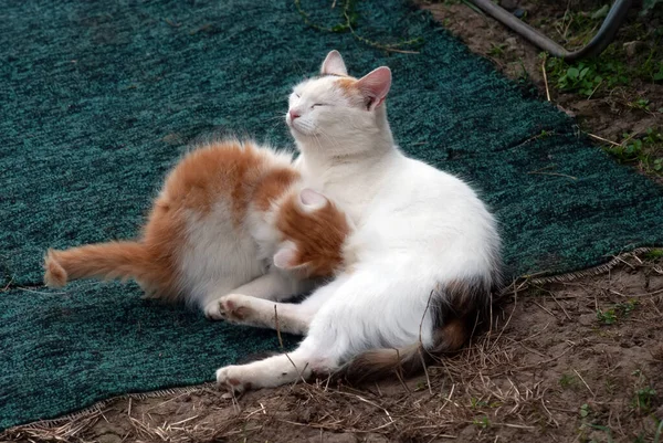 Katze Und Kätzchen Spielen Dorf Sommer — Stockfoto