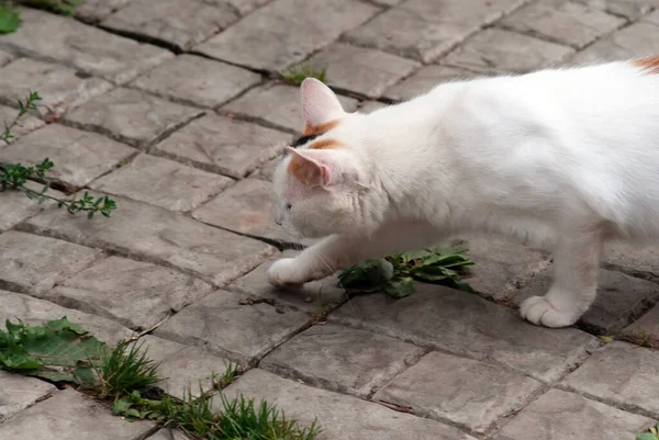Kedi Kedi Yavrusu Yazın Köyde Oynarlar — Stok fotoğraf