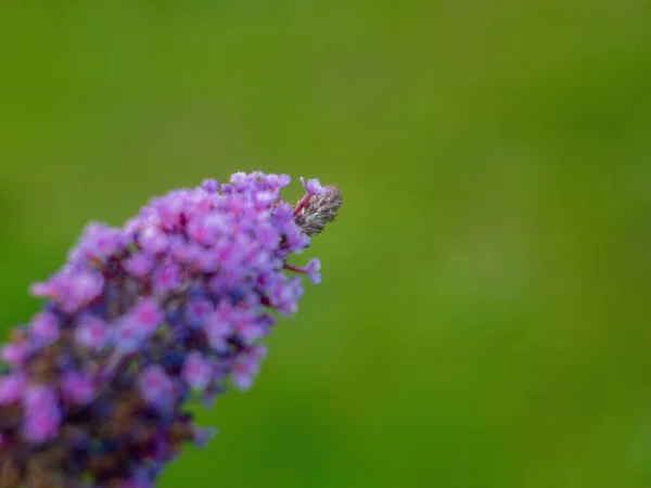 Bahçelerdeki Küçük Mor Çiçekler Sonbahar — Stok fotoğraf