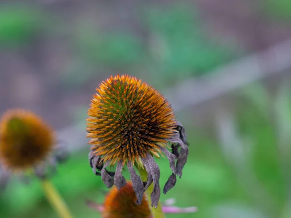 Flowers Shed Petals Garden Autumn — Stock Photo, Image