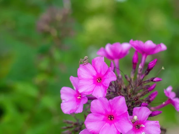 Pequeñas Flores Púrpuras Jardines Otoño — Foto de Stock