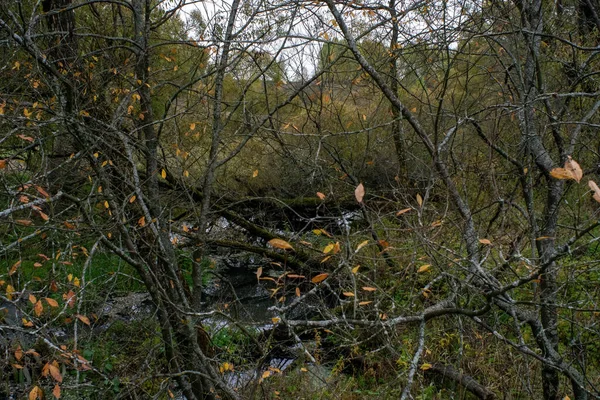 Krajobraz Pochmurny Jesienny Dzień Centralna Rosja — Zdjęcie stockowe