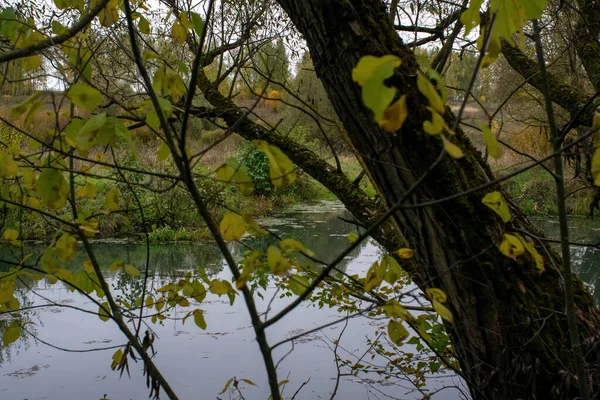 Rusya 'nın orta kesiminde bulutlu bir sonbahar gününde manzara