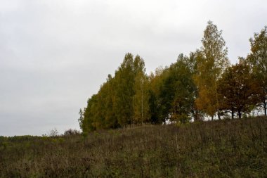 Rusya 'nın orta kesiminde bulutlu bir sonbahar gününde manzara