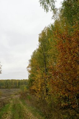 Rusya 'nın orta kesiminde bulutlu bir sonbahar gününde manzara