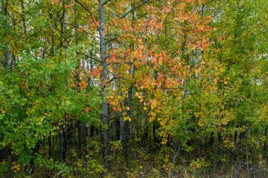 Rusya 'nın orta kesiminde bulutlu bir sonbahar gününde manzara