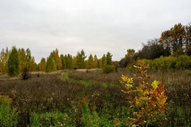 Rusya 'nın orta kesiminde bulutlu bir sonbahar gününde manzara