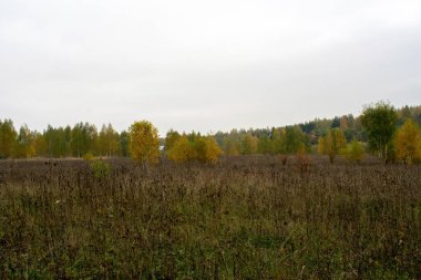 Rusya 'nın orta kesiminde bulutlu bir sonbahar gününde manzara