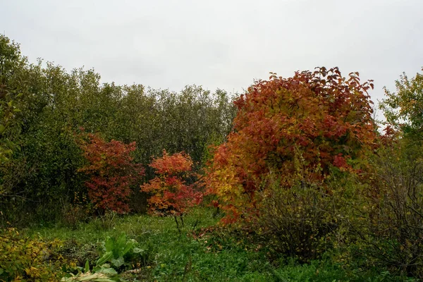 秋天阴天的老花园 秋天的老花园 — 图库照片