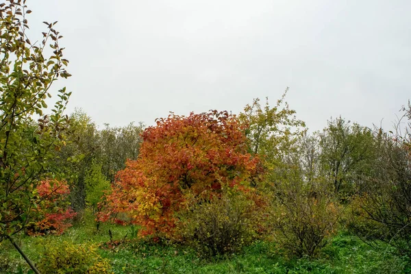 Παλιό Κήπο Φθινόπωρο Μια Συννεφιασμένη Ημέρα Φθινόπωρο — Φωτογραφία Αρχείου