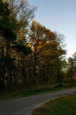 Rusya 'nın tarihi parkında parlak bir sonbahar