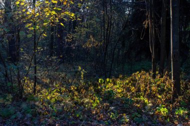 Ormanda güneşli bir akşam, sonbahar