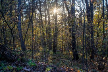 Ormanda güneşli bir akşam, sonbahar