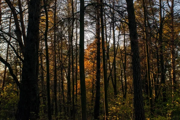 Sunny Evening Forest Autumn — Stockfoto