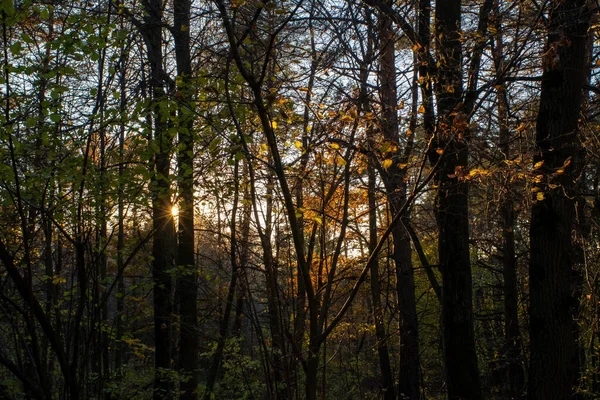 Napsütéses Este Erdőben Ősz — Stock Fotó