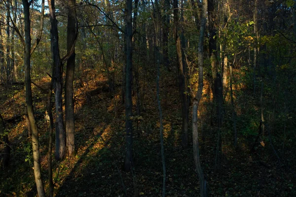 Zonnige Avond Het Bos Herfst — Stockfoto