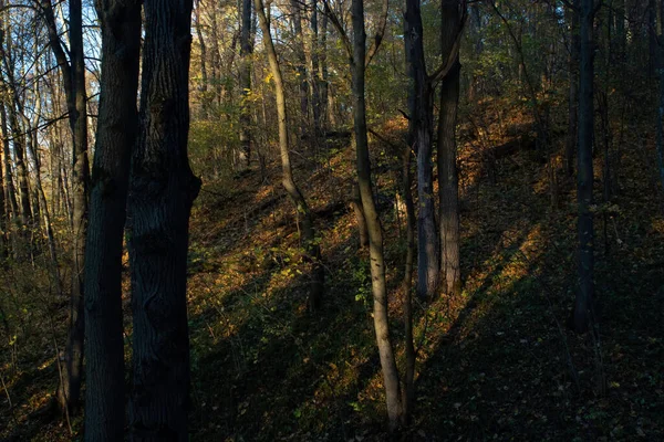 Sonniger Abend Wald Herbst — Stockfoto
