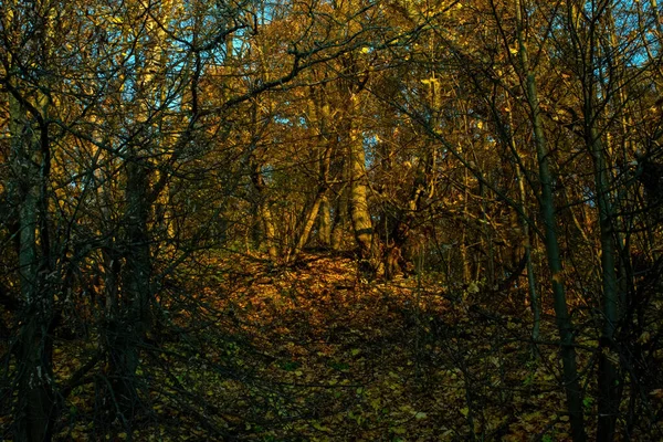 Soirée Ensoleillée Forêt Automne — Photo