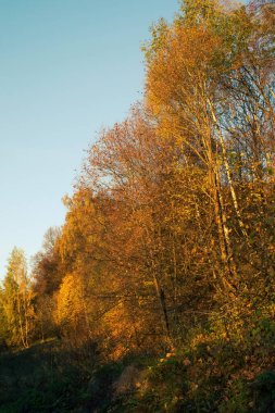 Ormanda güneşli bir akşam, sonbahar