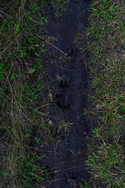 Hoof Print Damp Ground Autumn — Stockfoto