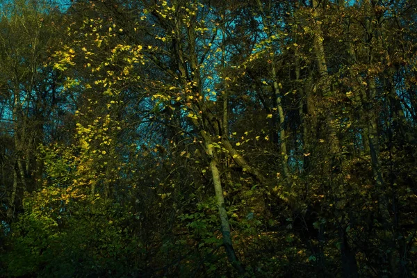 Sunny Evening Forest Autumn — Fotografia de Stock
