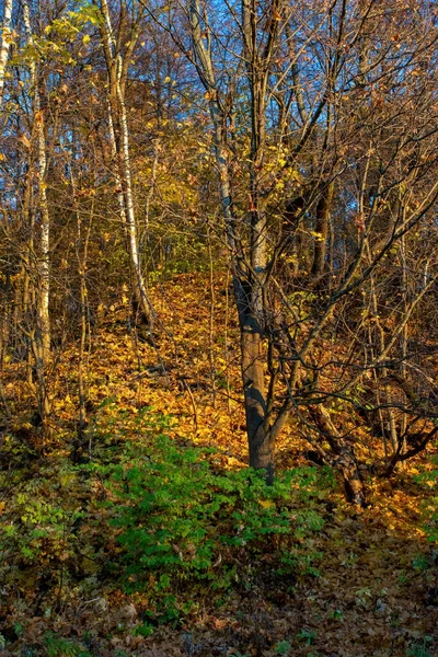 Sunny Evening Forest Autumn — 图库照片